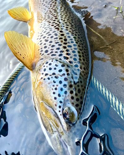Mountain Hardware & Sports, Truckee Fishing Report - July 2023