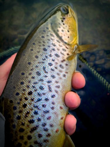Trout Creek Outfitters, TCO Fishing Report 2/20/21