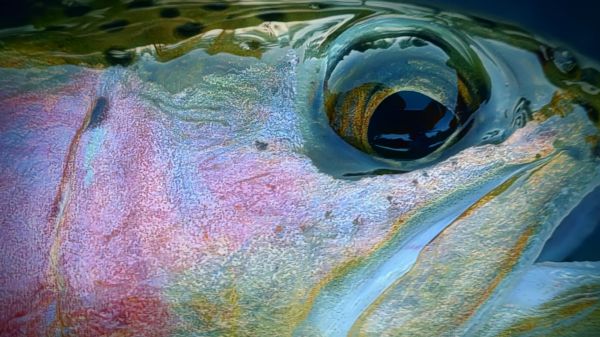 Trout Creek Outfitters, TCO Fishing Report May 28th 2021