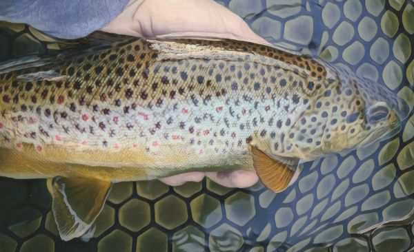 Trout Creek Outfitters, TCO Fishing Report 2/26/21