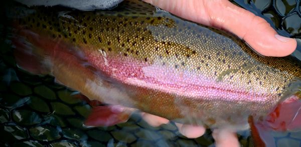 Trout Creek Outfitters, TCO Fishing Report 4/2/2021