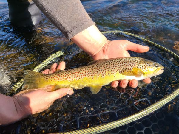 Trout Creek Outfitters, TCO Fishing Report 10/28/20