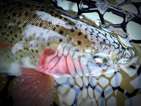 Trout Creek Outfitters, TCO Fishing Report 11/19/20