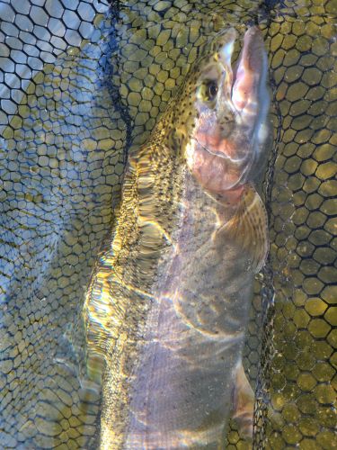 Trout Creek Outfitters, TCO Fishing Report 10/20/20