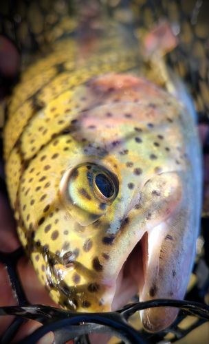 Trout Creek Outfitters, TCO Fishing Report 11/3/20