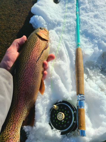 Trout Creek Outfitters, TCO Fishing Report 1/5/20
