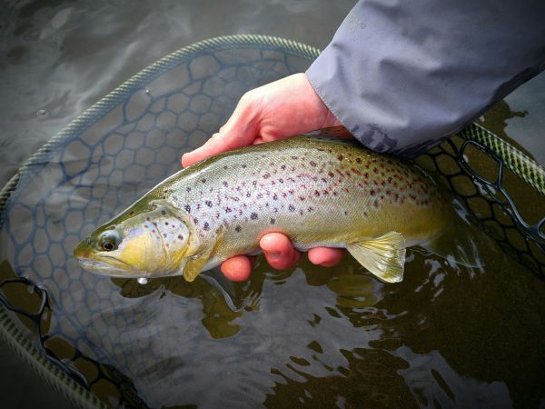 Trout Creek Outfitters, TCO Fishing Report 2/5/21