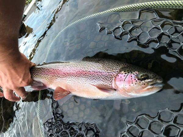 Trout Creek Outfitters, Fishing Report 8/1/20