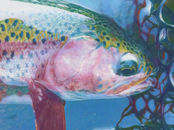 Trout Creek Outfitters, TCO Fishing report 10/7/20