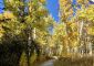 Yellow leaves along a Tahoe trail. Photo by Kirsten Alexis.