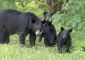 A mom and her cubs in the wilderness. Photo Credit: BearWise