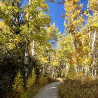 Yellow leaves along a Tahoe trail. Photo by Kirsten Alexis.