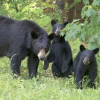 A mom and her cubs in the wilderness. Photo Credit: BearWise