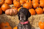 Grocery Outlet Bargain Market, Fall Fest Pumpkin Decorating
