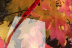The Pour House, Fall Favorites Wine Wednesday Tasting
