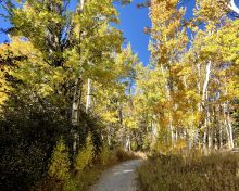 Yellow leaves along a Tahoe trail. Photo by Kirsten Alexis.