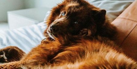 evo Hotel Tahoe City, Pet Friendly Rooms