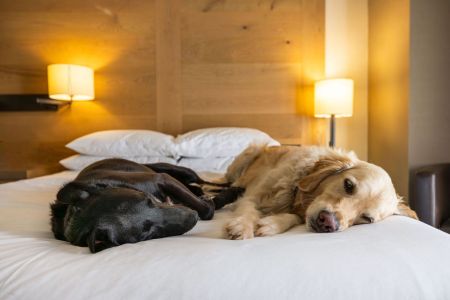 Hyatt Regency Lake Tahoe, Dogs Love the Hyatt