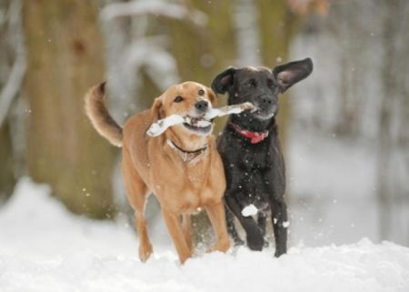 Tahoe Getaways, Pet Friendly Rentals