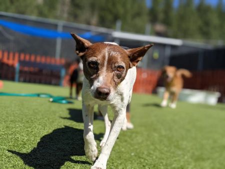 Truckee-Tahoe Pet Lodge, New Client Special