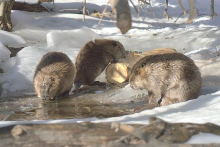 Tahoe Heritage Center, Beavers of Taylor Creek