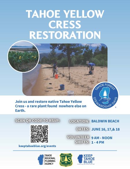Keep Tahoe Blue, Tahoe Yellow Cress Restoration at Baldwin Beach