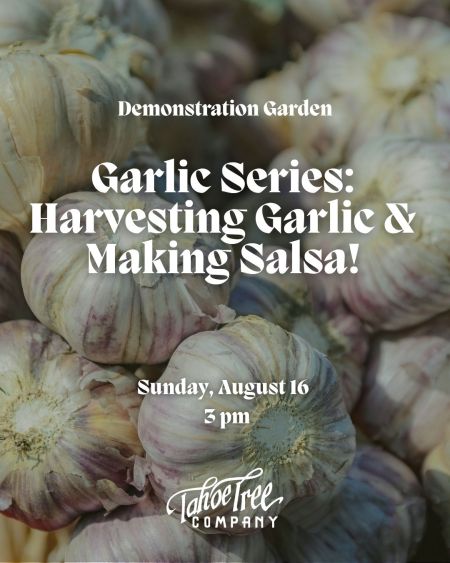 Tahoe Tree Company, Demonstration Garden: Garlic Series #2: Harvesting Garlic and Making Salsa!