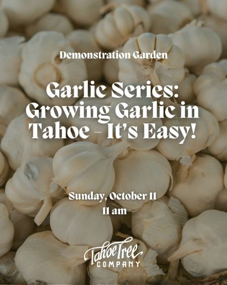 Tahoe Tree Company, Demonstration Garden: Garlic Series #3 Growing Garlic in Tahoe – It’s Easy!