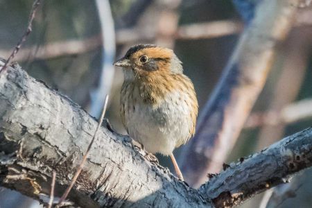 Tahoe Institute for Natural Science, Immerse Yourself in Nature with Jared Manninen