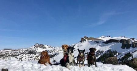 South Lake Brewing Company, Sierra At Tahoe Avalanche Dogs Annual Fundraiser