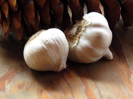 South Lake Tahoe Library, Garlic Talk with the UCCE Master Gardeners
