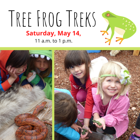 KidZone Museum, Tree Frog Treks