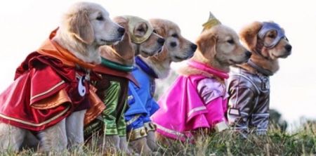 Buddy Dog Training and Care, Free Puppy Social - Buddy's Yappy Hour