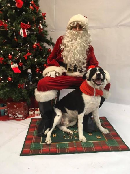 Truckee-Tahoe Pet Lodge, Santa Paws Is Coming To Town!