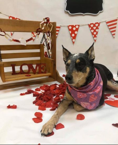 Truckee-Tahoe Pet Lodge, Valentine's Day Pawty