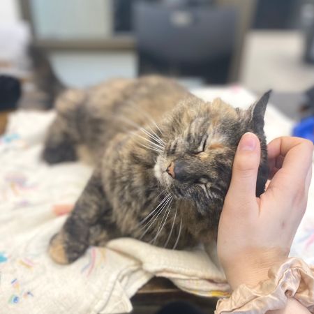 Humane Society of Truckee-Tahoe, National Adopt a Shelter Pet Day