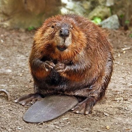 Sierra State Parks Foundation, Virtual PORTScast: Beavers in Wetland Ecosystems