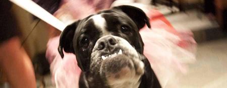 Humane Society of Truckee-Tahoe, 9th Annual Black Tie & Tails Gala
