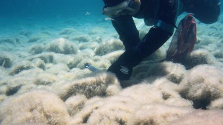 UC Davis Tahoe Science Center, Algae Blooms at Lake Tahoe: TERC, Tech, and You