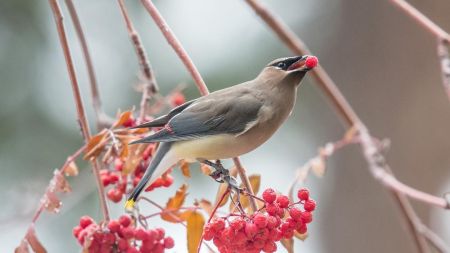 South Lake Tahoe Library, Tahoe Big Year with Jared Manninen