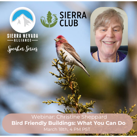 Tahoe Area Sierra Club, Bird Friendly Buildings: What You Can Do