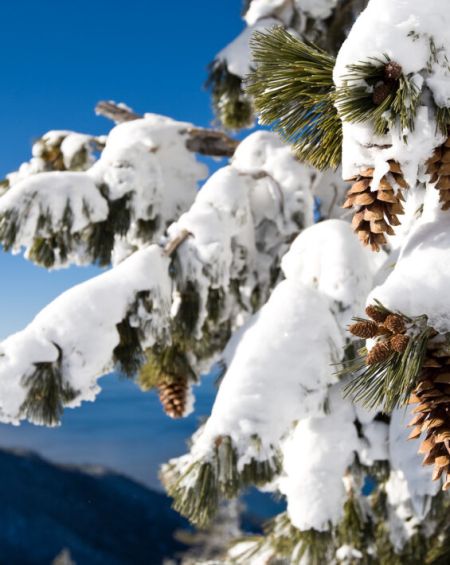 Diamond Peak Ski Resort, Interpretive Mountain Tours