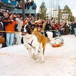 Pete 'n Peters Sports & Spirits, SNOWFEST: Tahoe City Dog Pull