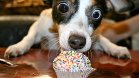 UC Davis Tahoe Science Center, Options for Feeding Healthy Pets