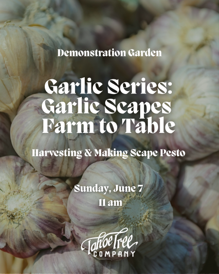 Tahoe Tree Company, Demonstration Garden: Garlic Series: #1 Garlic Scapes Farm to Table – Harvesting and Making Scape Pesto