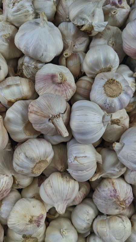 Tahoe Tree Company, Demonstration Garden: Planting Garlic