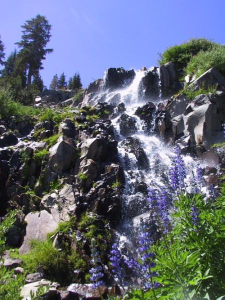 Tahoe Rim Trail Association, Autumn Exploration Series with TINS: Galena Falls Wildflower Hike