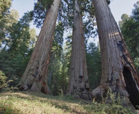 Tahoe Area Sierra Club, Greater Tahoe Community Townhall on Roadless Forests