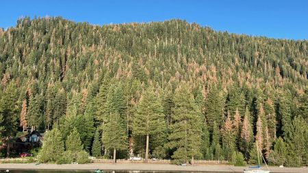 UC Davis Tahoe Science Center, True Fir Mortality: Canaries of Mixed Conifer Forests