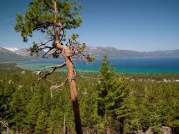 Tahoe Herbivores, Hike with Waterfalls, Lake Views and Vegan Lunch